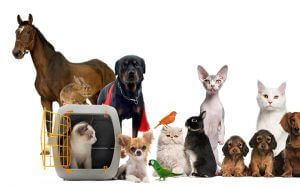 uluslararası canlı hayvan taşımacılığı